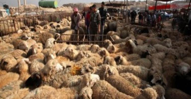 حظائر بيع الأضاحي.. فيديو حظائر بيع الأضاحي.. فيديو