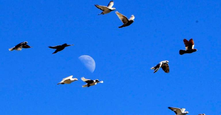 طيور- عدسة جمال نصر الله/ فيسبوك 