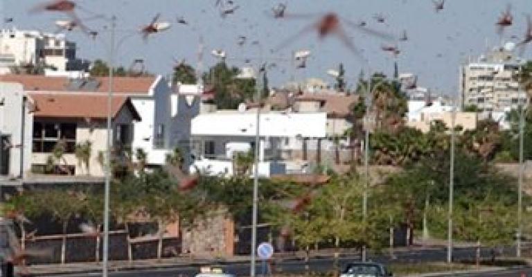 أسراب جراد تصل جنوب قطاع غزة والنقب