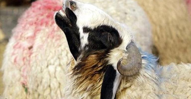 أمانة عمان تصدر شروط وتعليمات حظائر الأضاحي