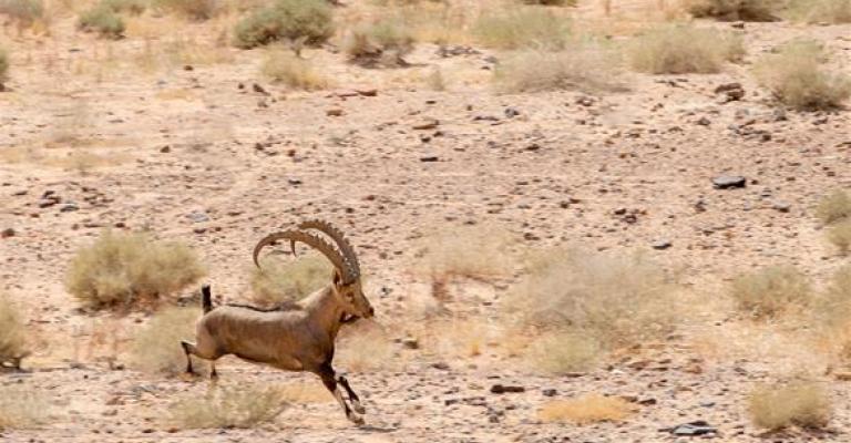 "بيئة أبو ظبي" تطلق 60 رأسا من الوعل الجبلي في رم "بيئة أبو ظبي" تطلق 60 رأسا من الوعل الجبلي في رم