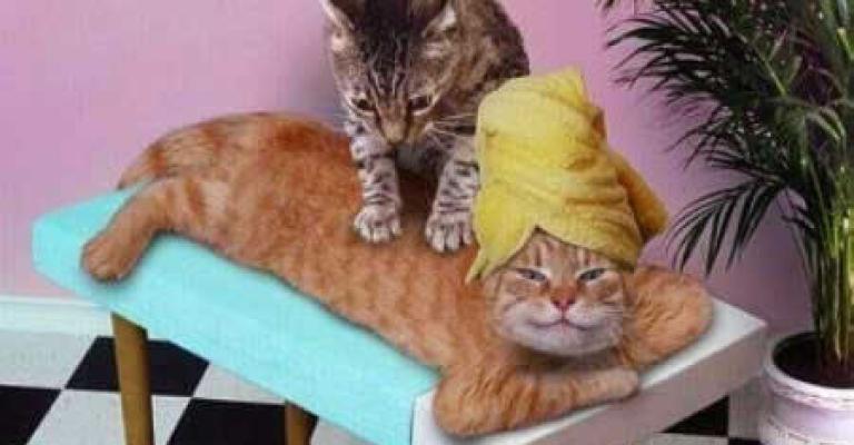 Cat food is tax-free, Jordanians basic needs are not Cat food is tax-free, Jordanians basic needs are not