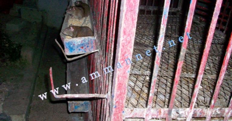 جرذان تشارك الدجاج طعامها في صافوط