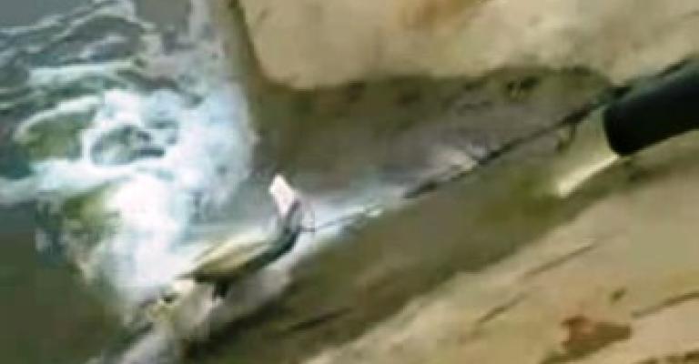 (بالفيديو).. مياه سد الملك طلال ملوثة (بالفيديو).. مياه سد الملك طلال ملوثة