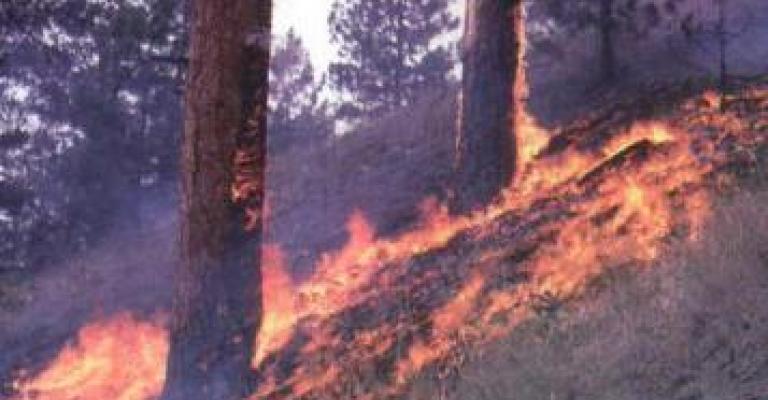 سيجارة تسبب حريقا في شارع وادي صقرة..(فيديو) سيجارة تسبب حريقا في شارع وادي صقرة..(فيديو)