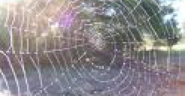 بيت العنكبوت