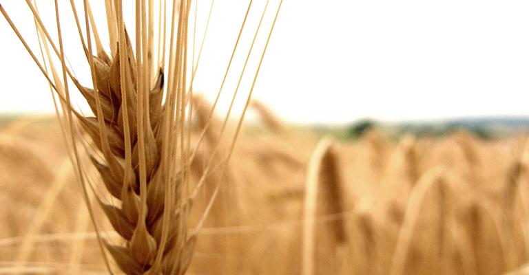 إخماد حريق 400 دونم محاصيل حقلية 