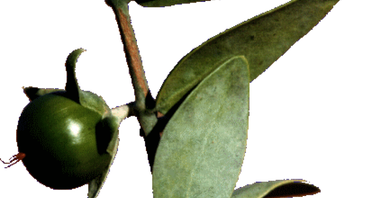 الهوهوبا نبتة تدر الملايين..إسرائيل تستغلها..والأردن يقول :صبرا آل ياسر (فيديو)