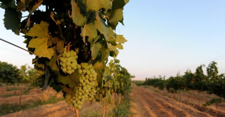 الزراعة الطبيعية في الأردن تنتج نبيذاً مميزاً