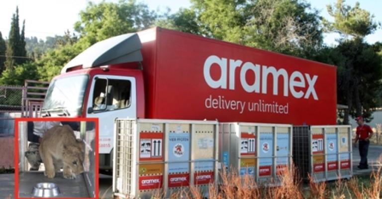 "أرامكس" تنقل أسدين من الأردن إلى جنوب أفريقيا