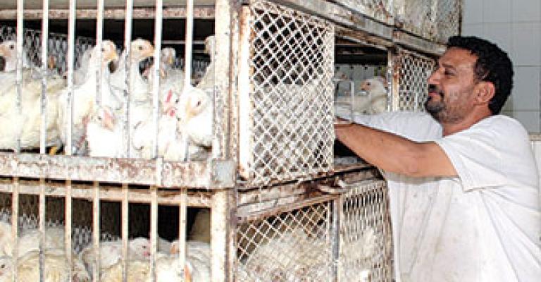 نتافات الدجاج مكاره صحية في احياء الزرقاء ..فيديو