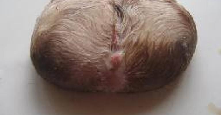 ماعز تنجب كتلة لحمية!! ماعز تنجب كتلة لحمية!!