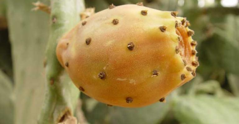 في وسط البلد عمان.. يبيعون "الصبر"! (فيديو) في وسط البلد عمان.. يبيعون "الصبر"! (فيديو)