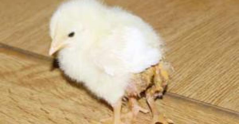 صوص بـ3 أرجل في اربد