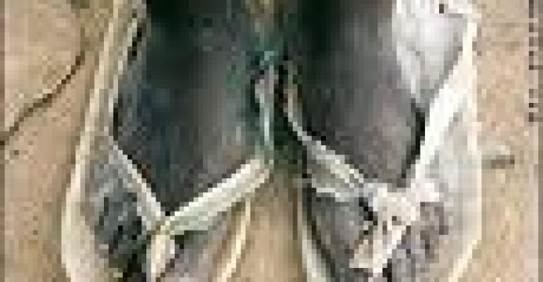 عيد المسؤولين العرب