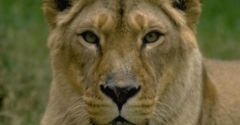 لبؤة ترعب زوار غابة طريق المطار لبؤة ترعب زوار غابة طريق المطار