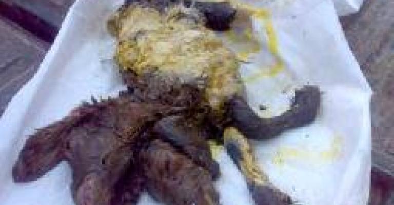 ولادة خروف برأسين في معان ولادة خروف برأسين في معان