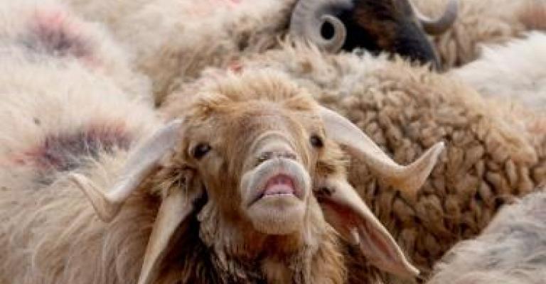 الأغنام الأغنام