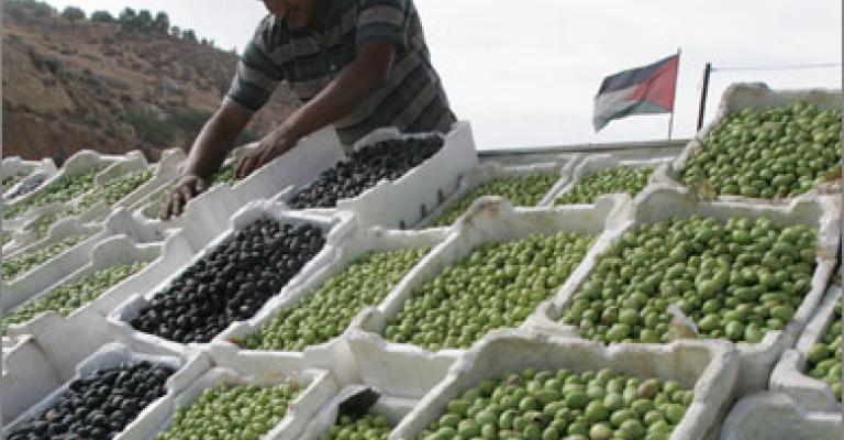 صناعة الأردن تطالب بإعادة النظر بقرار تصدير الزيتون إلى إسرائيل صناعة الأردن تطالب بإعادة النظر بقرار تصدير الزيتون إلى إسرائيل