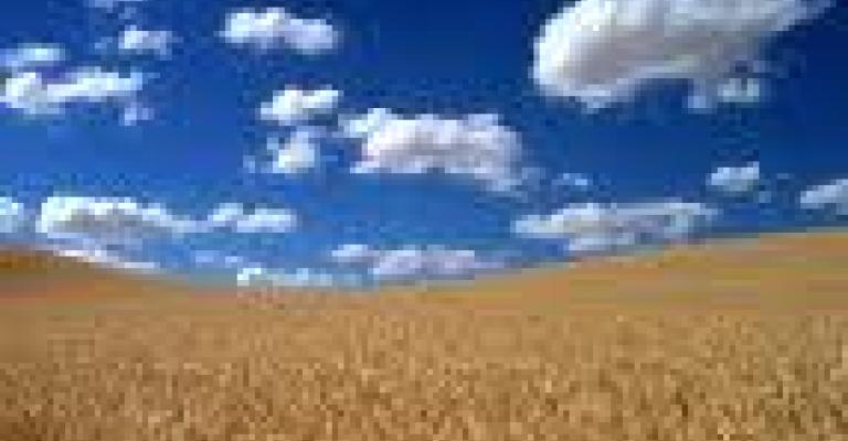 سنابل الوطن