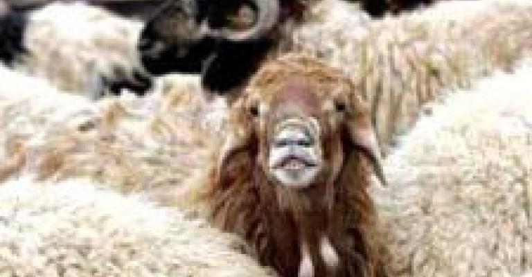 استقبال طلبات للحصول على حظائر لبيع الاضاحي استقبال طلبات للحصول على حظائر لبيع الاضاحي