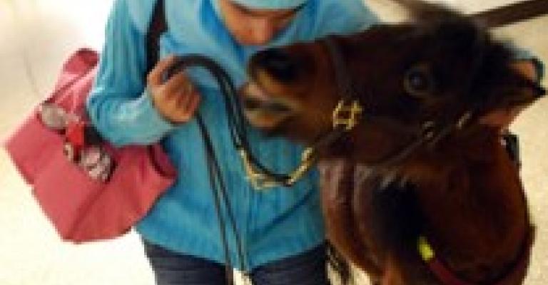 فرس يرافق ضريرة أردنية حتى في الجامعة فرس يرافق ضريرة أردنية حتى في الجامعة