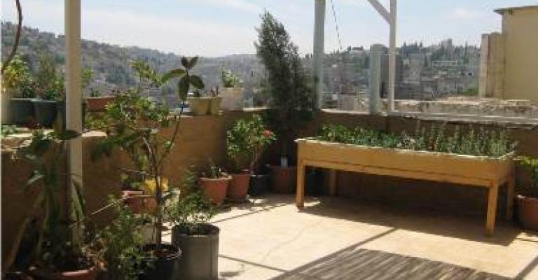 زراعة سطح 100 منزل في جبل القلعة زراعة سطح 100 منزل في جبل القلعة