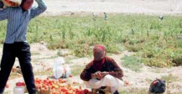  مزارعو الأغوار: منح رخص استيراد البندورة كارثة 