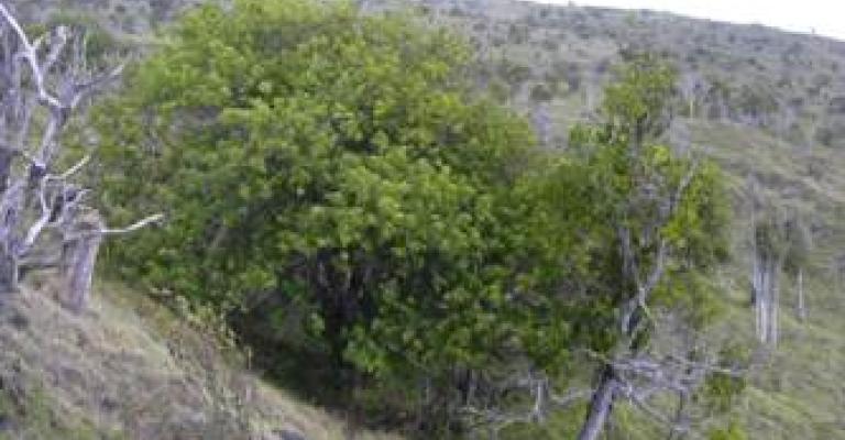 مزارعون دمرت مزارعهم بفعل الرياح يطالبون بالتعويض مزارعون دمرت مزارعهم بفعل الرياح يطالبون بالتعويض