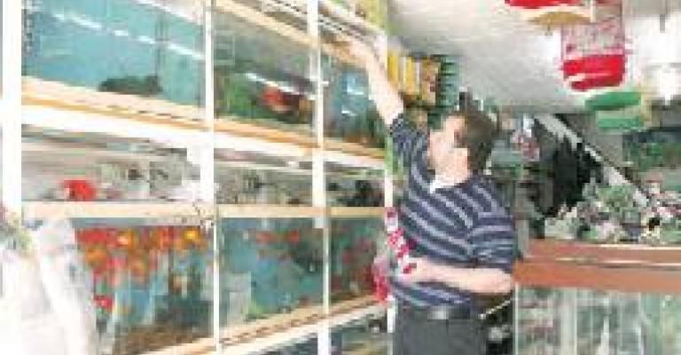 محمود: يحترف تربية الطيور والأسماك 