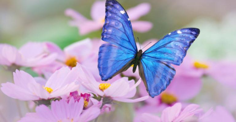 يوم خذلتني الفراشات رواية جديدة لزياد محافظ