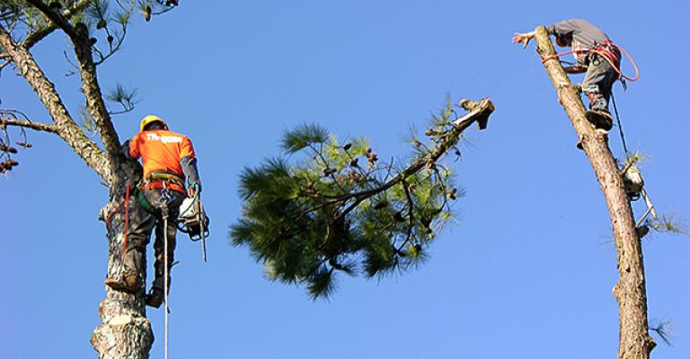 الزراعة تساهم في حل مشكلة البطالة بـ "مبادرة تقليم الأشجار"