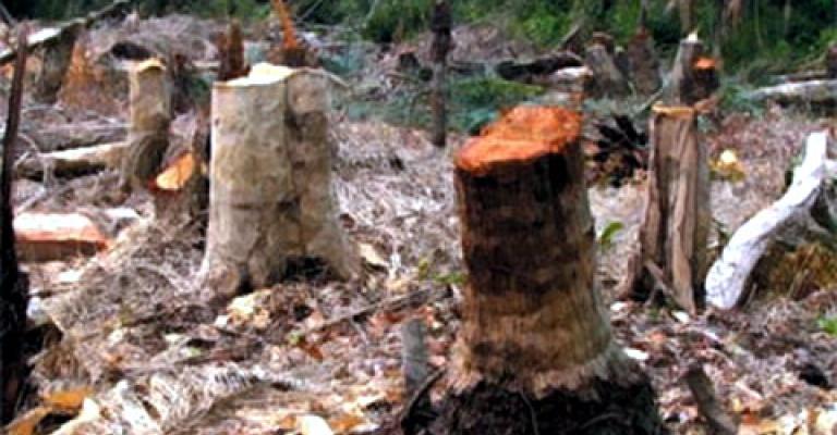 مجمع تجاري يهدد الاشجار في ام اذينة