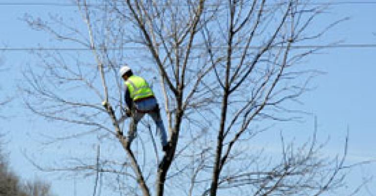 حماية الطبيعة تدعو الزراعة للحفاظ على الأشجار خلال مبادرة التقليم