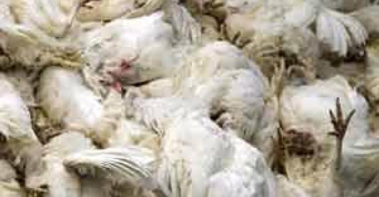 الصحة والصحة العالمية تؤكدان إصابة الدواجن بـ "النيوكاسل" والزراعة تتهرب الصحة والصحة العالمية تؤكدان إصابة الدواجن بـ "النيوكاسل" والزراعة تتهرب