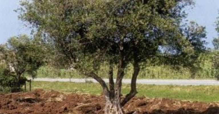 حملة زراعة أشجار ضمن "القافلة الخضراء" حملة زراعة أشجار ضمن "القافلة الخضراء"