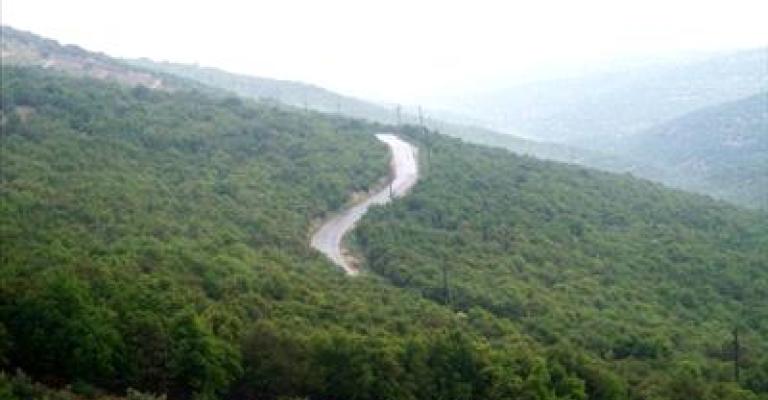 قطع 300 شجرة من غابات برقش يهدد المساحة الخضراء