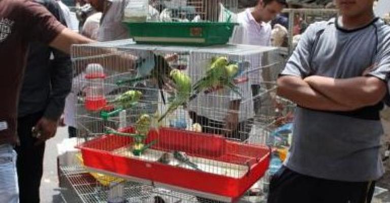 تربية طيور الزينة في الاردن من هواية الى مصدر رزق تربية طيور الزينة في الاردن من هواية الى مصدر رزق