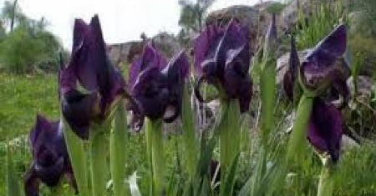 طقس ربيعي معتدل في اليومين المقبلين