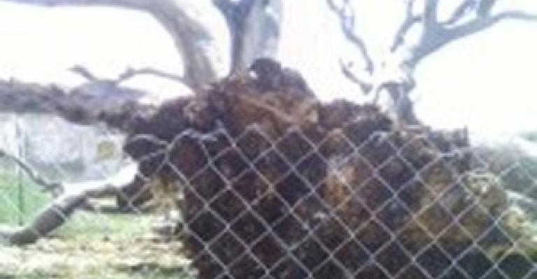 رحيل عميدة اشجار البلوط بالمملكة رحيل عميدة اشجار البلوط بالمملكة