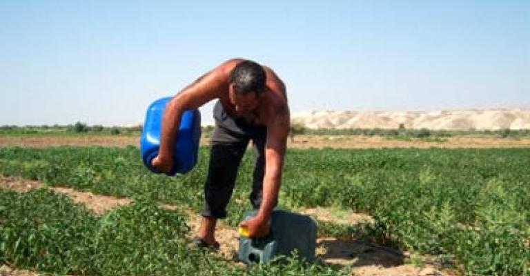  العمالة الوافدة في الزراعة.. شركاء في الخسارة فقط 