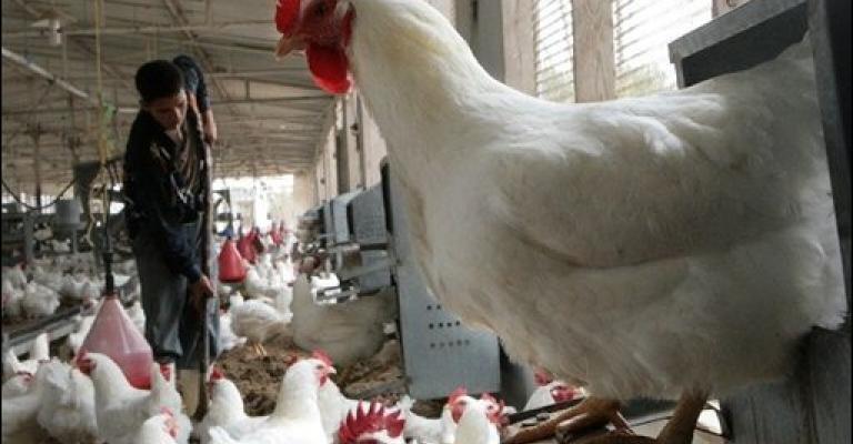 الإحصاءات: 2689 مزرعة دواجن في المملكة