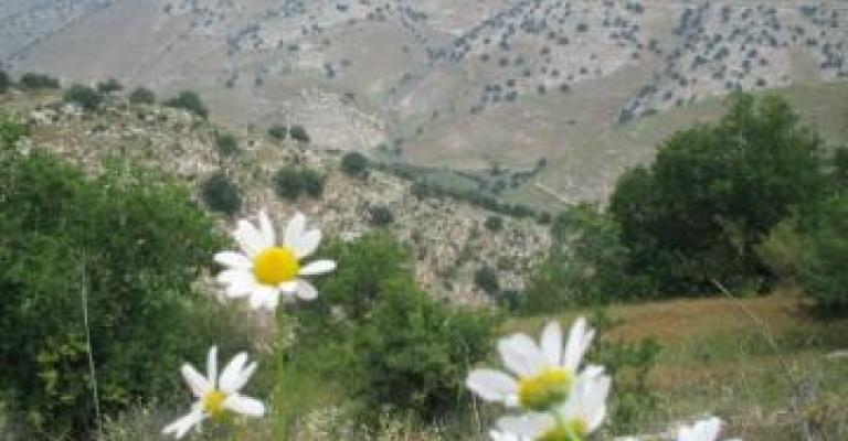 طقس معتدل والعظمى في عمان 31 درجة