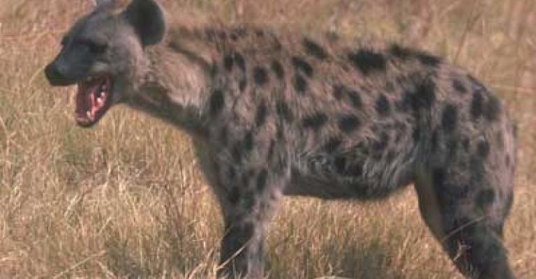 العثور على بقايا طفلة افترسها ضبع 