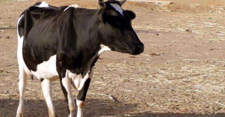 الإحصاءات : 982 مزرعة أبقار في الأردن