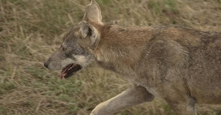 ذئاب تهاجم سكانا بمنطقة السمار في الأغوار الجنوبية