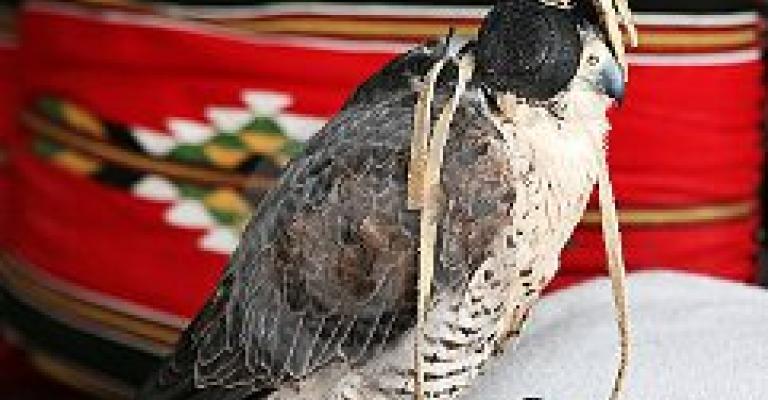 السماح للخليجيين باصطحاب صقورهم السماح للخليجيين باصطحاب صقورهم