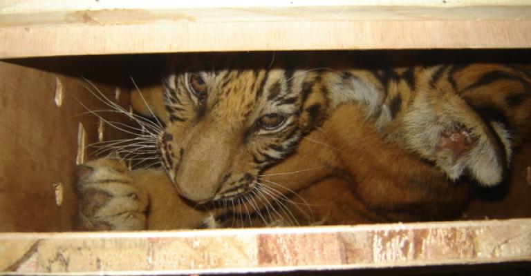 مجلس الوزراء يعفي الحيوانات من الرسوم الجمركية