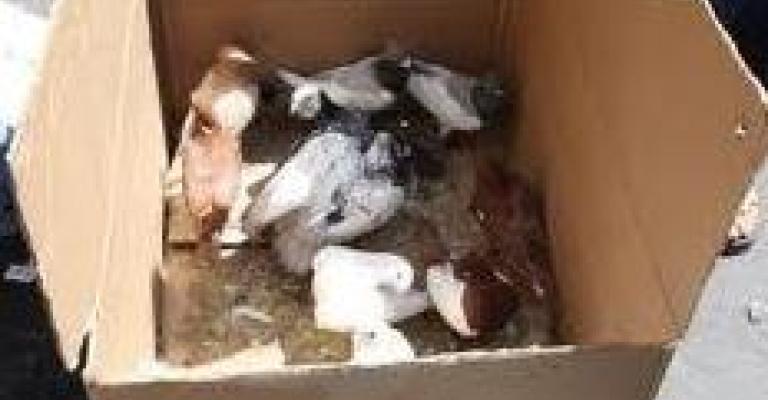 حراس العيش!!