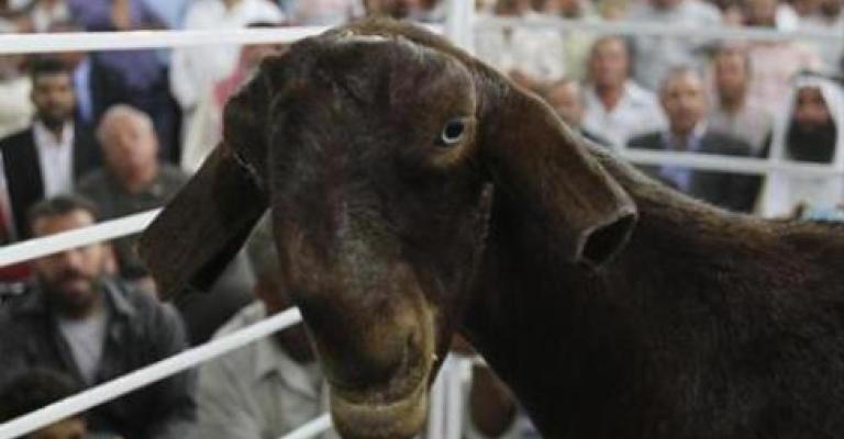 وصيف.. أجمل ماعز في الأردن 